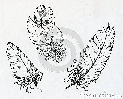 Three feathers drawn with ink Stock Photo