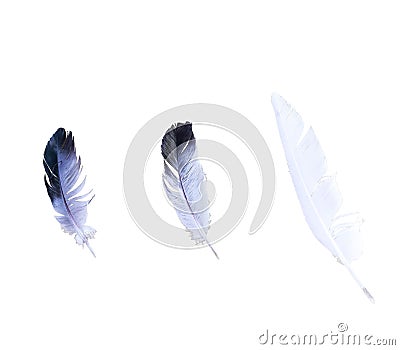 Three feathers isolated on white background. Natural pigeon quills closeup set cut out, top view Stock Photo