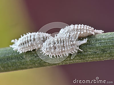 Three female cochineals Dactylopius coccus Stock Photo