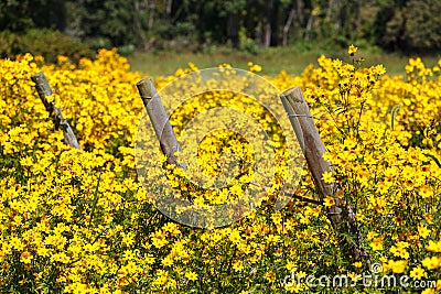 Three Fence Posts in Field of Yellow wildflowers Stock Photo