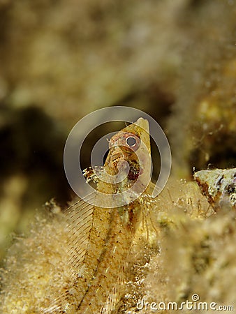 Three Fin Blenny Stock Photo