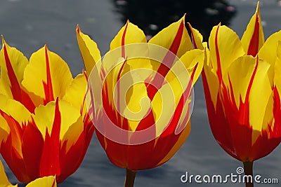 Three Fire Wing Tulips Stock Photo