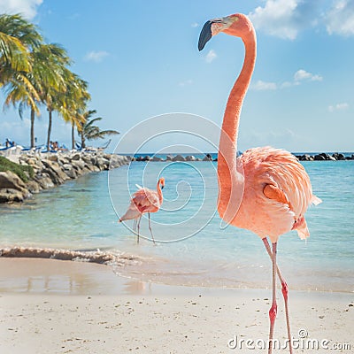 Three flamingos on the beach Stock Photo