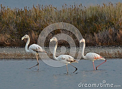 Three flamingos in the marsh Stock Photo