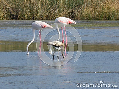 Three flamingos in Sardegna Stock Photo