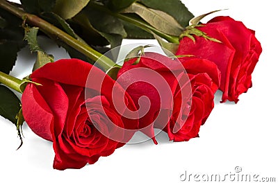 Three flowers, bright rose Stock Photo