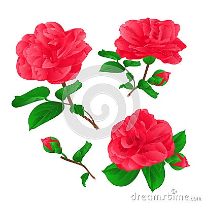 Three Flowers Camellia Japonica with buds vintage hand draw vector Vector Illustration