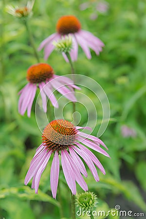 Three flowers of Echinacea Purpurea Stock Photo