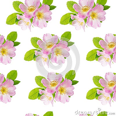 Three flowers of pink wild rose as a seamless pattern Stock Photo