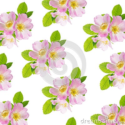 Three flowers of pink wild rose as a seamless pattern Stock Photo