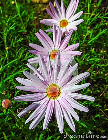 Three flowers Stock Photo