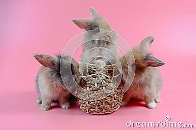 Three fluffy brown bunny on clean pink background Stock Photo