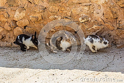 Three fluffy bunnies run along the wall in the shelter. Rabbits are small mammals in the family Leporidae of the order Lagomorpha Stock Photo