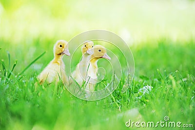 Three fluffy chicks Stock Photo