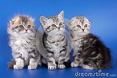 Three fluffy kitten skotish fold Stock Photo