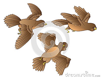 Three flying young birds. Vector Illustration