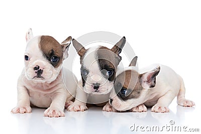 Three french bulldog dogs sniffing something to a side Stock Photo