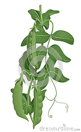 Three fresh green pea pods on a stem with leaves, vector illustration isolated Vector Illustration