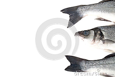 Three fresh sea bass on a light background. Head and two tails. Stock Photo