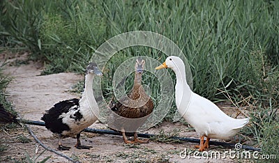 Three friends three different ducks Stock Photo