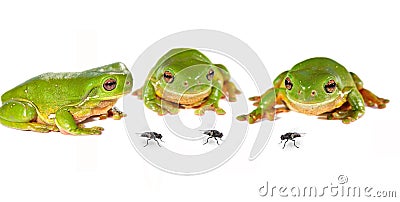 Three frogs and flies Stock Photo