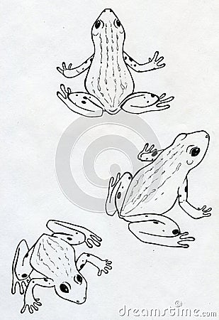 Three frogs Stock Photo