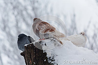 Three frozen pigeons sit on a tree Stock Photo