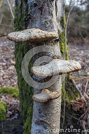 Three fungi growing on the side of a tree Stock Photo