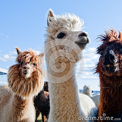 Three Funny Alpacas Stock Photo