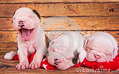 Three Funny American Bulldog puppies dogs are sleeping Stock Photo