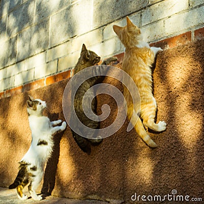 Three funny cats are competing who will jump higher on the wall of the house Stock Photo