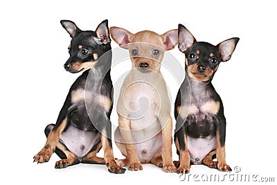 Three funny chihuahua puppy Stock Photo