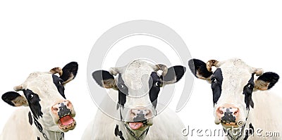 Three funny cow isolated on a white Stock Photo