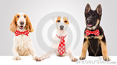 Three funny dogs Stock Photo