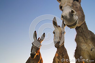 Three funny donkeys Stock Photo