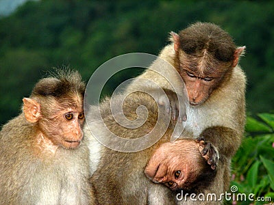 Three funny monkeys Stock Photo