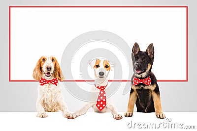 Three funny office dogs Stock Photo