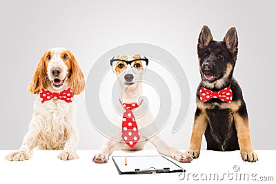 Three funny office dogs Stock Photo