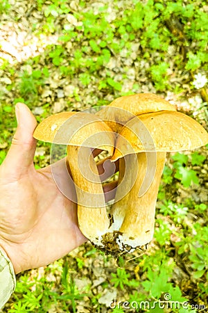 Three fused boletus edulis mushrooms in the hand Stock Photo