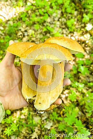 Three fused boletus edulis mushrooms in the hand Stock Photo