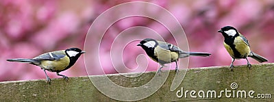 Three garden birds on fence Stock Photo