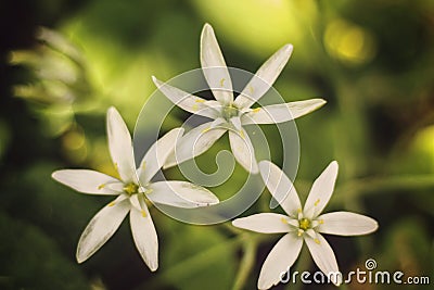 three Garden star-of-bethlehem flowers in a grass Stock Photo