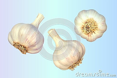 Three garlic. Isolated vector Cartoon Illustration