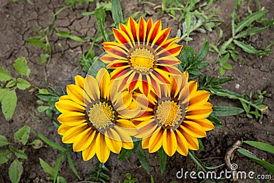 Three Gazania flowers Stock Photo