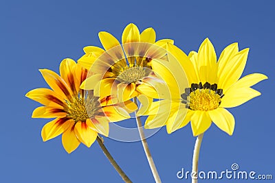 Three Gazania Rigen Flowers Against Sky Stock Photo