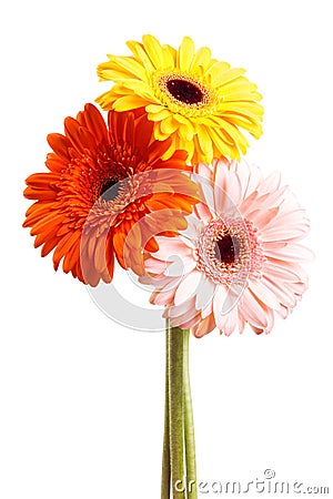 Three gerber flower Stock Photo