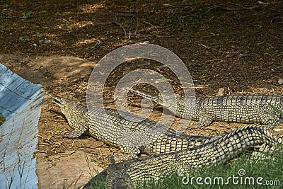 Three gharials are relaxing Stock Photo