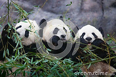 Three giant pandas Stock Photo