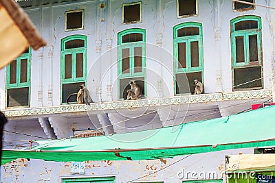 Three gibon monkeys on windows Editorial Stock Photo