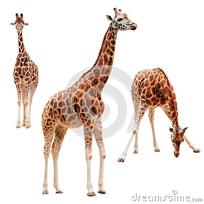 Three giraffe in different positions isolated with Stock Photo